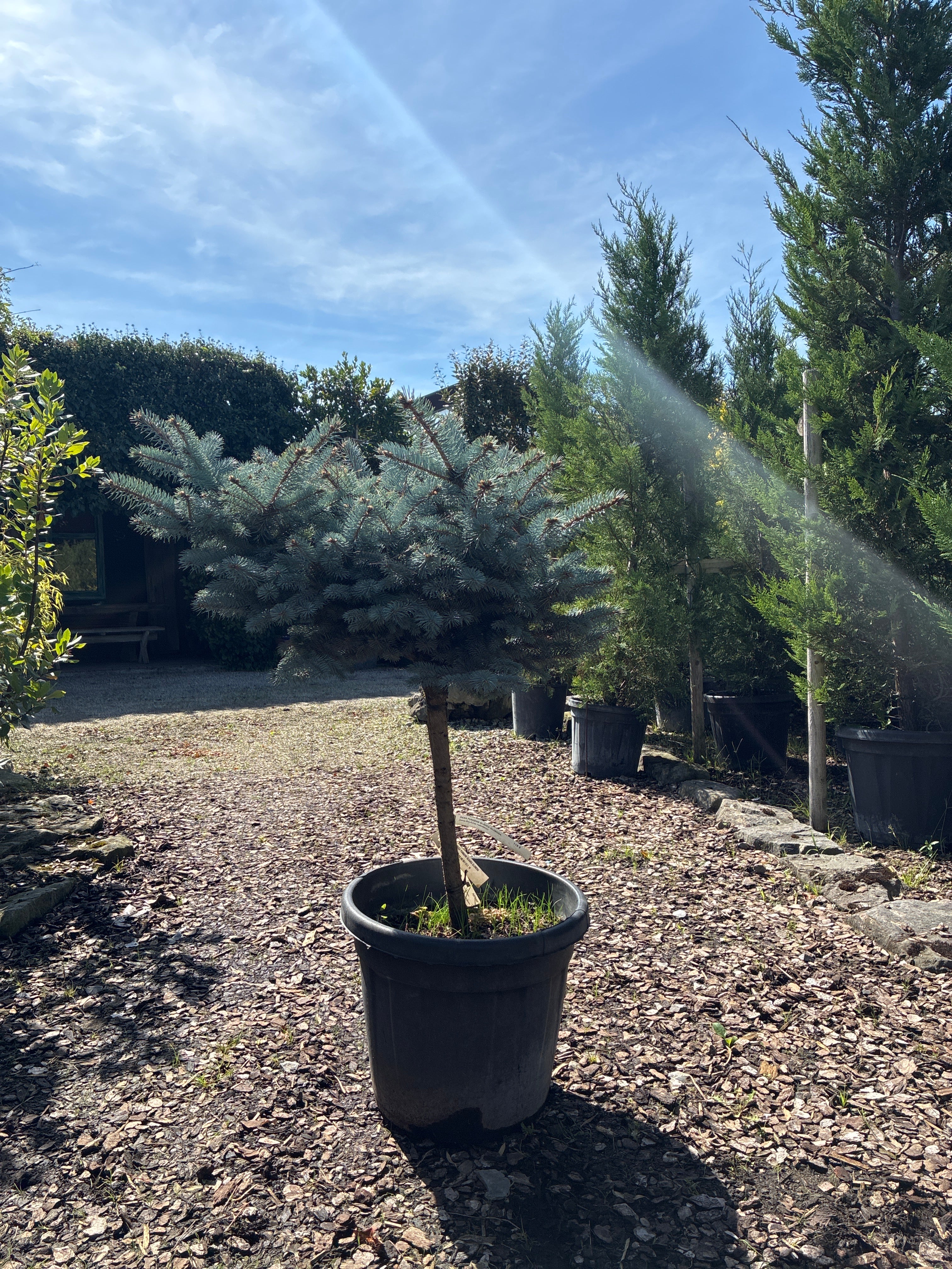 Kleine Blaufichte 'Glauca Globosa' / Picea pungens 'Glauca Globosa', Stamm